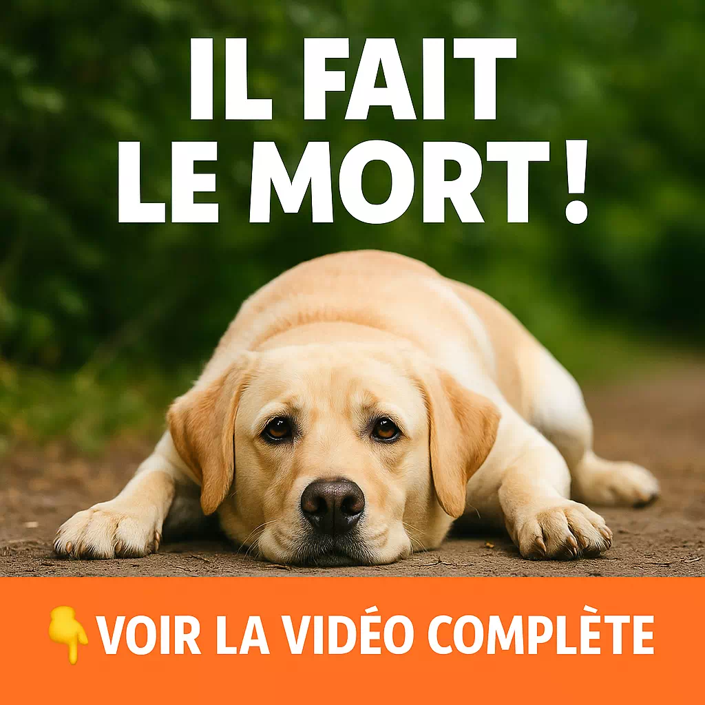 Chien_fait_le_mort