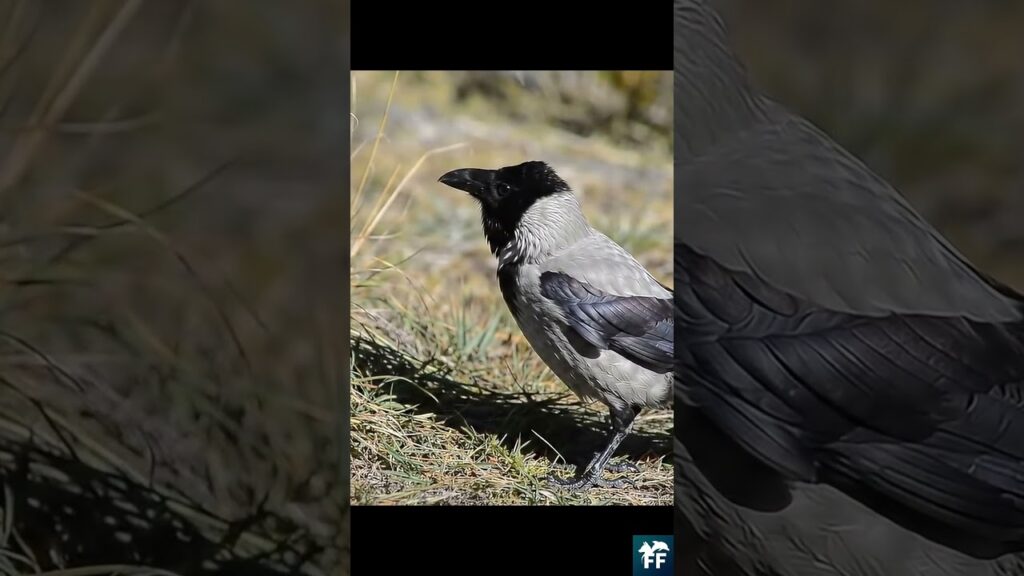 Corbeau calédonien manipulant un outil en forêt