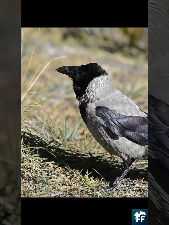 Corbeau calédonien manipulant un outil en forêt